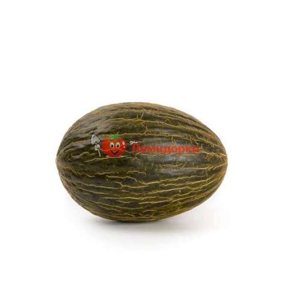 Дыня БРАВУРА F1 | BRAVURA F1 Rijk Zwaan, Фасовка - 1000 семян