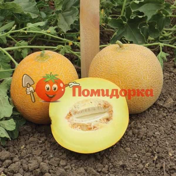 Дыня KS 517 F1 | KS 517 F1 Kitano, Фасовка - 100 семян