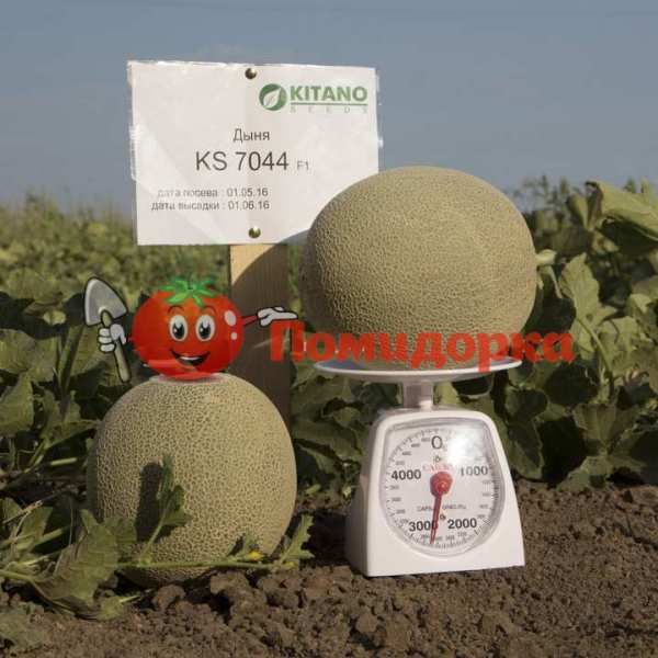Дыня KS 7044 F1 | KS 7044 F1 Kitano, Фасовка - 100 семян