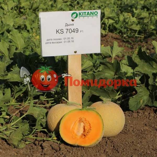 Дыня KS 7049 | KS 7049 Kitano, Фасовка - 100 семян