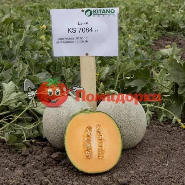 Дыня KS 7084 F1 | KS 7084 F1 Kitano, Фасовка - 100 семян