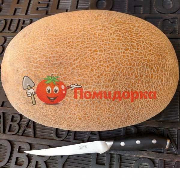 Дыня ЛОКУМ F1 | LOCUM F1 Yuksel, Фасовка - 1000 семян