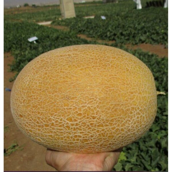 Диня МІЛАН F1 | Milan F1 Clause, Фасовка - 1000 насінин