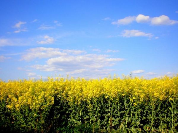 Насіння озимого ріпаку ЕС Ангел 