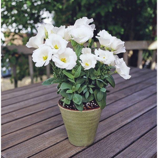 Эустома Сапфир F1 | Eustoma grandiflora Sappfire F1 PanAmerican, Фасовка - Белый - 100 драже