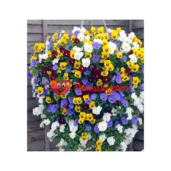 Фиалка Dynasty F1 (Viola x wittrockiana) Blotched Mixed Kitano, Фасовка - 100 семян