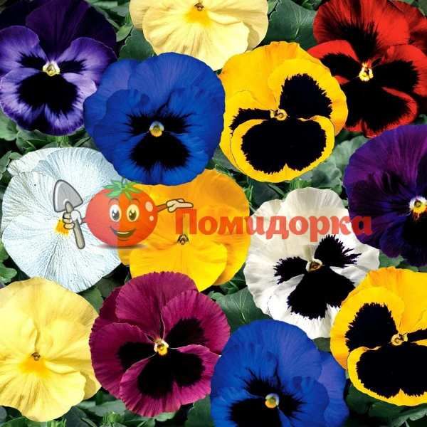 Фиалка Dynasty F1 (Viola x wittrockiana) Formula Mixed Kitano, Фасовка - 100 семян