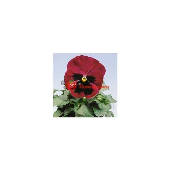 Фиалка Pansy F1 (Viola x wittrockiana) Rose Blotch Kitano, Фасовка - 100 семян