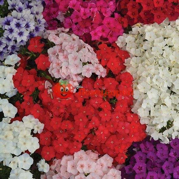 Флокс Promise Mix Pan American 1000 шт