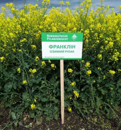 Насіння озимого ріпаку Франклін 