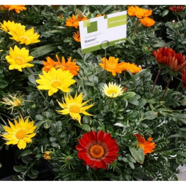 Газания жестколистая Газу F1 | Gazania rigens Gazoo F1 Syngenta, Фасовка - Микс - 100 семян