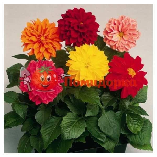 Георгина Dahlia Fresco Formula Mix Syngenta