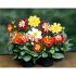 Георгина Dahlia Harlequin Formula Mix Syngenta, Фасовка - 1000 семян
