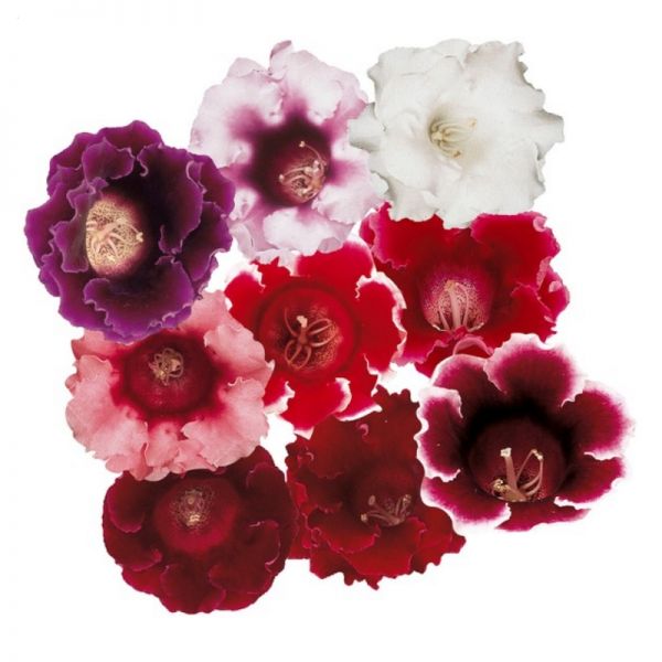 Глоксиния Аванти F1 | Sinningia speciosa Avanti F1 Sakata, Фасовка - Микс - 100 семян