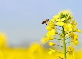 Насіння озимого ріпаку ЕС Гідромель 