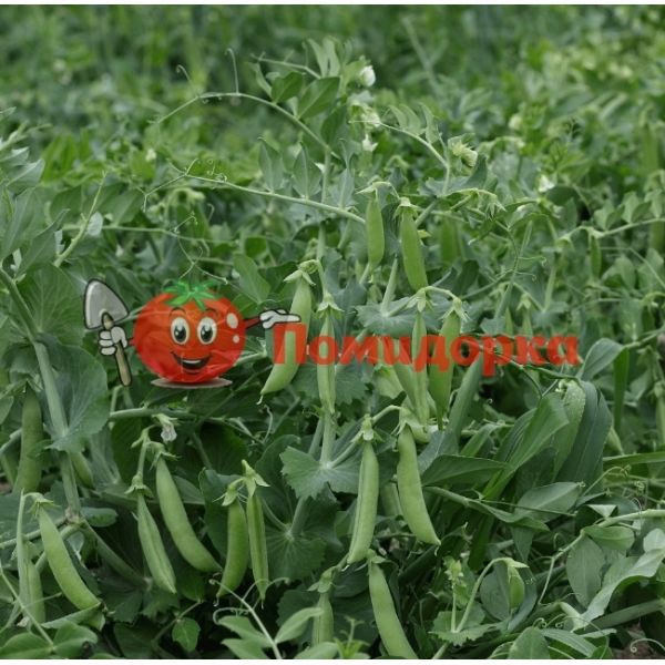 Горох АЛМАФИ | ALMAFI Syngenta, Фасовка - 100 000 семян