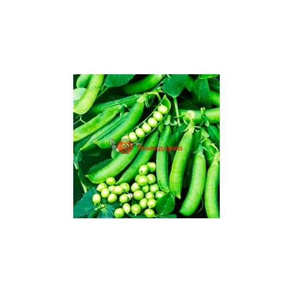 Горох ДЖОФ F1 | DJOF F1 Syngenta, Фасовка - 100 000 семян