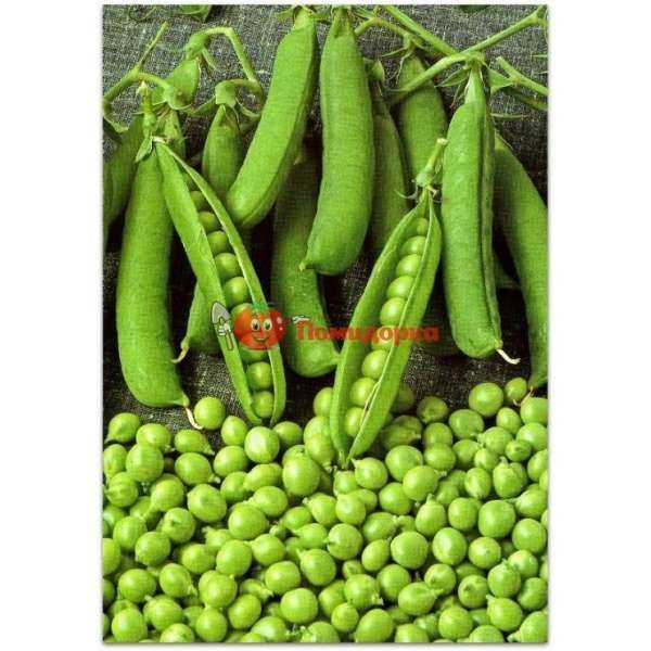 Горох ГРУНДИ | HRUNDI Syngenta, Фасовка - 100 000 семян