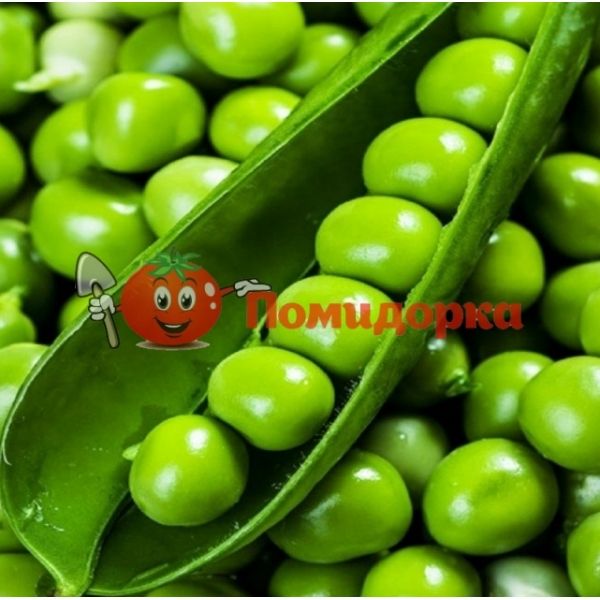 Горох ЛАМБАДО | LAMBADO Syngenta, Фасовка - 100 000 семян