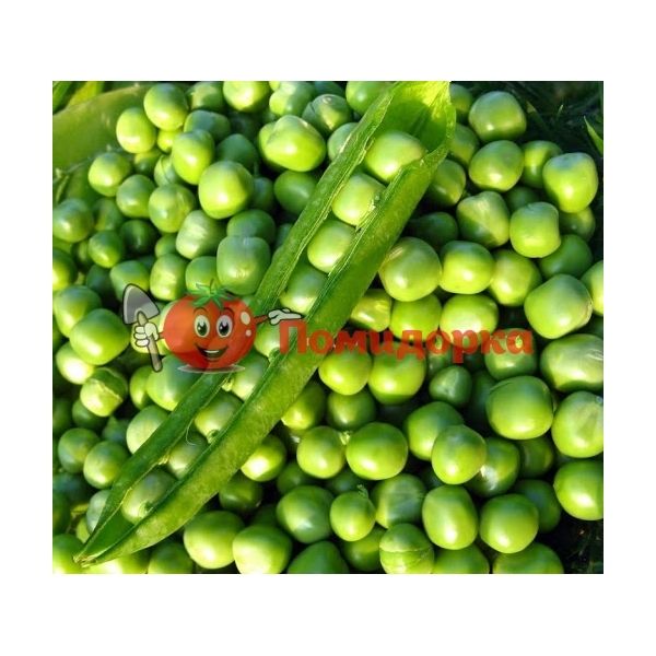 Горох ОЛИНДА | OLINDA Syngenta, Фасовка - 100 000 семян