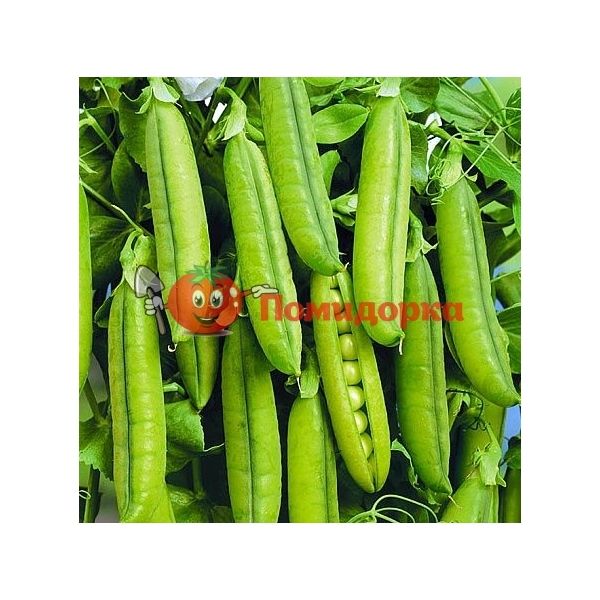 Горох ТРОФИ | TROFI Syngenta, Фасовка - 100 000 семян