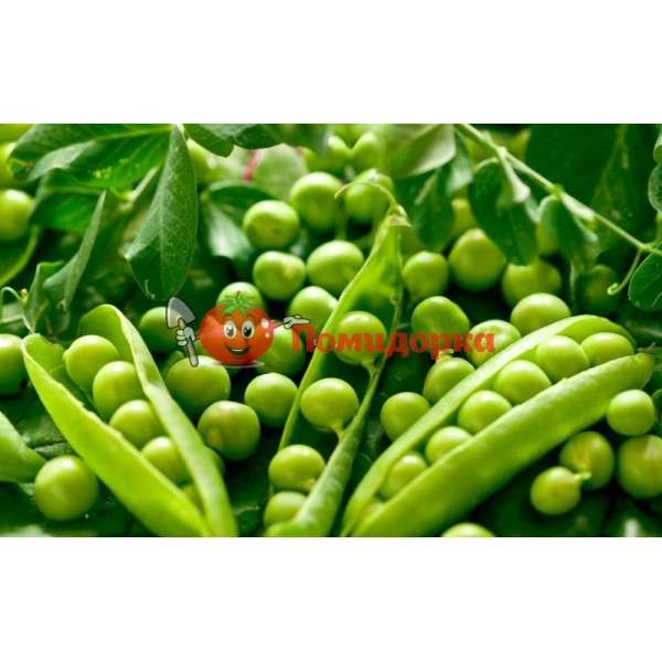 Горох ВАЛЬВЕРДЕ | VALVERDE Syngenta, Фасовка - 100 000 семян