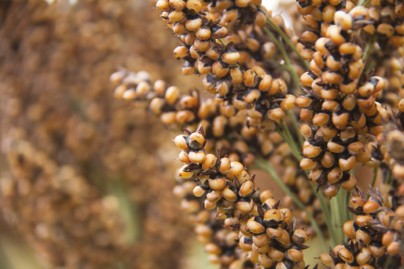 Насіння сорго АНГГІ