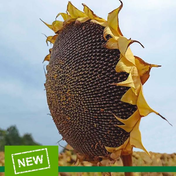 Насіння соняшника ЛАЙМ Стандарт