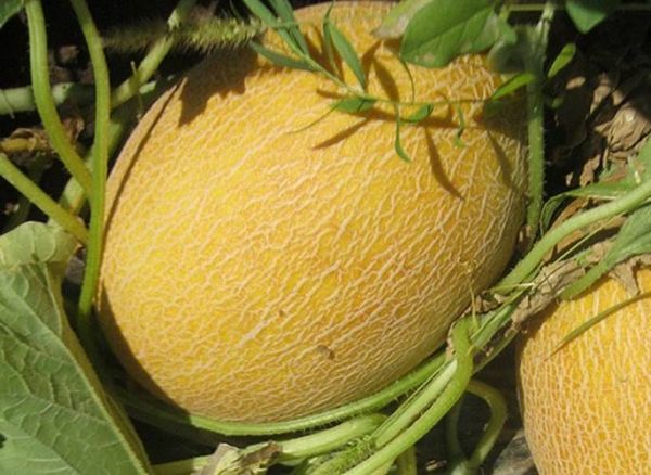 Диня КРЕДО F1 | Credo F1 Clause, Фасовка - 5000 насінин