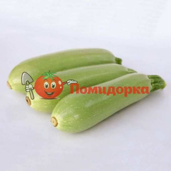 Кабачек KS 1214 F1 | KS 1214 F1 kitano, Фасовка - 250 семян