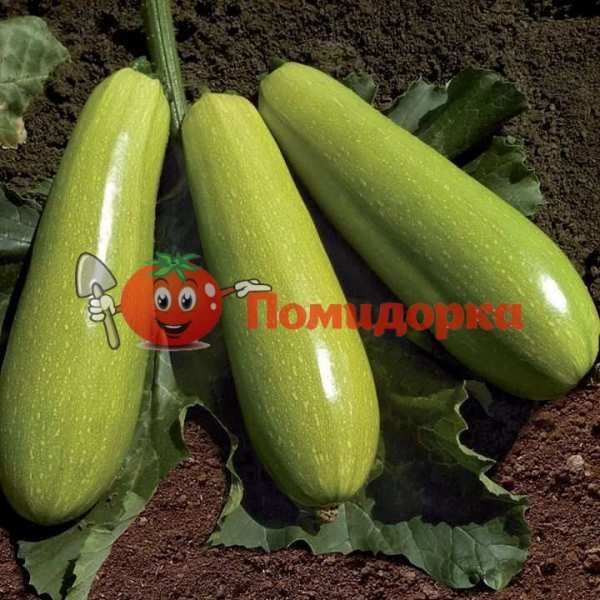 Кабачек KS 3714 F1| KS 3714 F1 Kitano, Фасовка - 250 семян