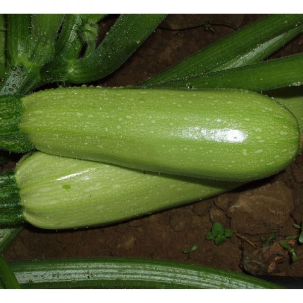 Кабачок Алия F1 | Aliya F1 Clause, Фасовка - 500 семян