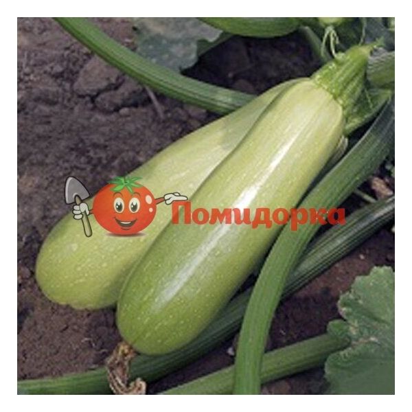 Кабачок БАЙЯ (СВ 11-46) F1 | BAJA F1 Hazera, Фасовка - 500 семян