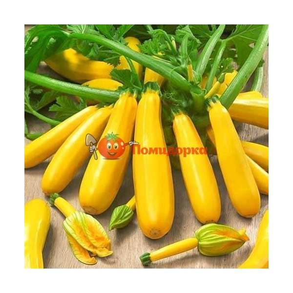 Кабачок Мери Голд F1 | Meri Gold F1 Clause, Фасовка - 500 семян