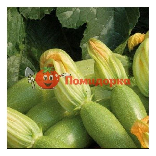 Кабачок НЕВИРА F1 | NEVIRA F1 Hazera, Фасовка - 1000 семян