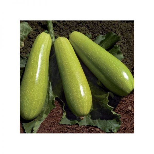 Кабачок Ясна F1 | Yasna F1 Clause, Фасовка - 500 семян