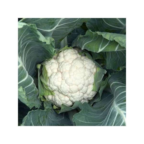Капуста цветная БЕЛЬКУР F1 | BELCOURT F1 Rijk Zwaan, Фасовка - 2500 семян