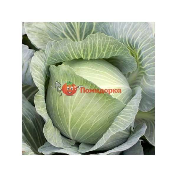 Капуста МУКСУМА F1| MUCSUMA F1 Rijk Zwaan, Фасовка - 1000 семян