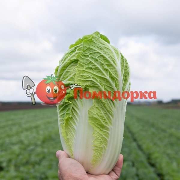 Капуста пекинская ПАЦИФИКО F1 | PACIFICO F1 Bejo, Фасовка - 2500 семян