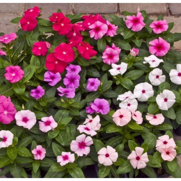 Катарантус СанШторм F1 | Catharanthus SunStorm F1 Syngenta, Фасовка - Rose with Eye - 100 семян