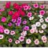 Катарантус СанШторм F1 | Catharanthus SunStorm F1 Syngenta, Фасовка - Rose with Eye - 100 семян