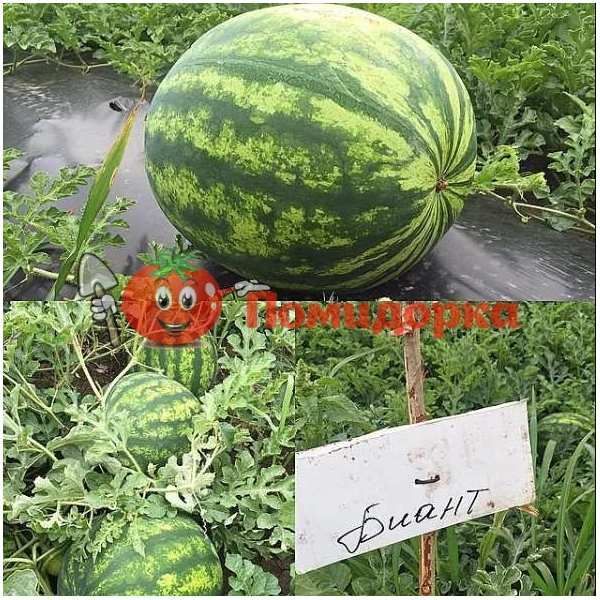 Кавун БИАНТ F1 | BIANT F1 Yuksel, Фасовка - 1000 семян