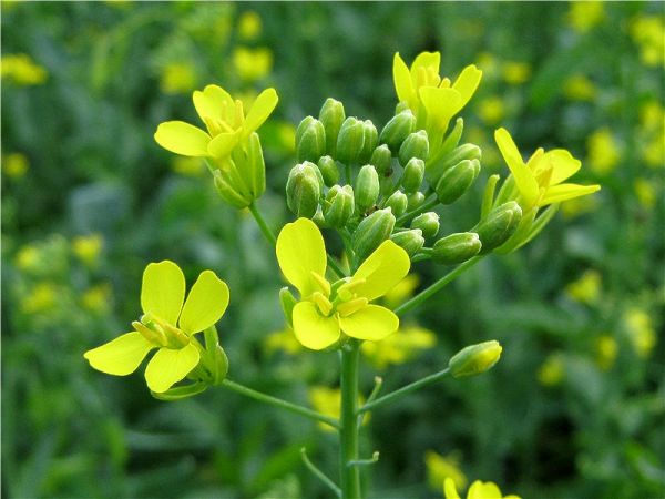 Семена озимого рапса Кикер 