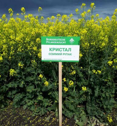 Семена озимого рапса Кристал 