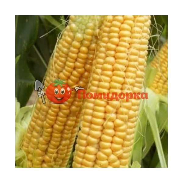 Кукуруза ШАЙНРОК F1 | SHINEROCK F1 Syngenta, Фасовка - 100 000 семян