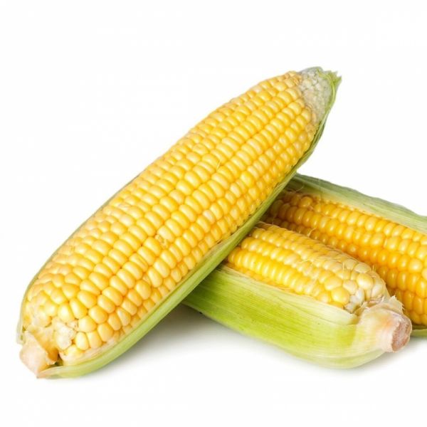 Кукуруза СПИРИТ F1 | SPIRIT F1 Syngenta, Фасовка - 100 000 семян