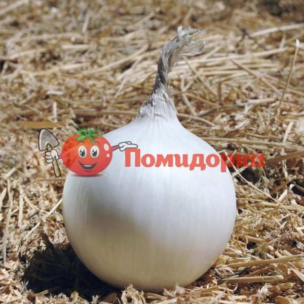 Лук АЙСПЕРЛ F1 | ICEPERL F1 Bejo, Фасовка - 250 000 семян