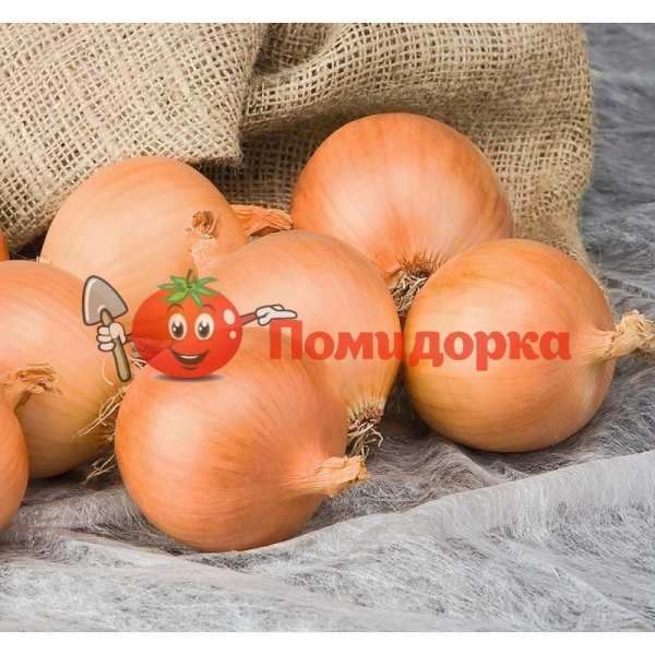 Лук АЛОНСО F1 | ALONSO F1 Bejo, Фасовка - 250 000 семян