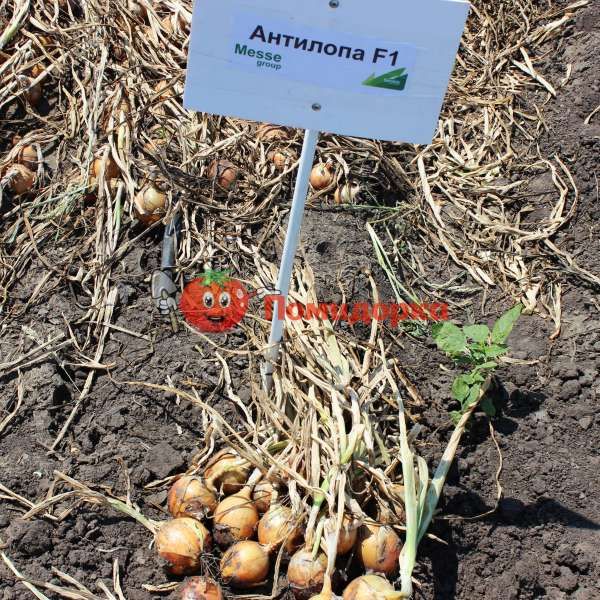 Лук АНТИЛОПА F1|ANTILOPA F1 Seminis, Фасовка - 250 000 семян