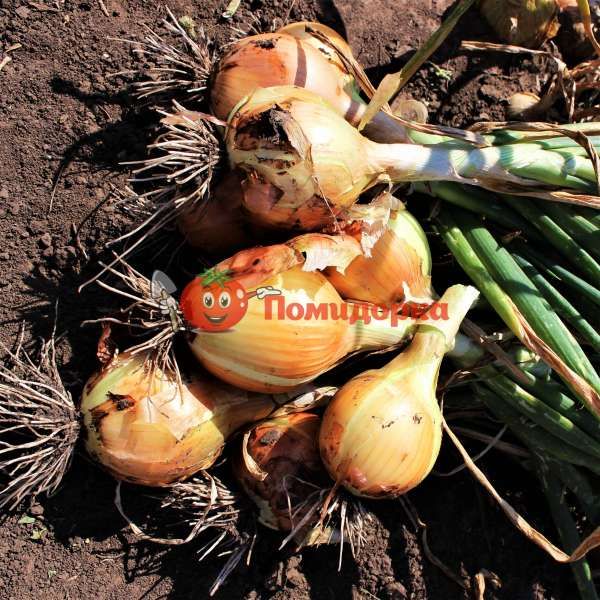 Лук репчатый БРАТКО F1 | BRATKO F1 Syngenta, Фасовка - 250 000 семян